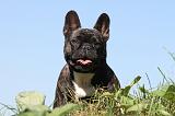 BOULEDOGUE FRANCAIS 506